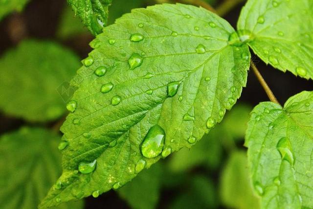 滴水滴 树莓叶 绿色 植物 滴 叶子 马里纳 滴雨 水
