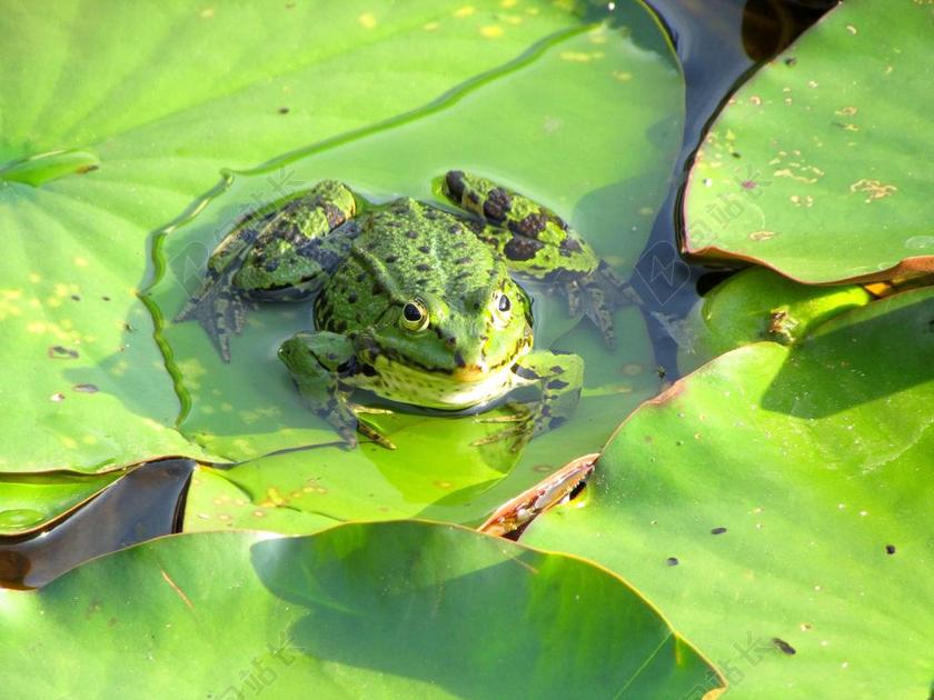 蛙池 青蛙 绿色 两栖动物 生物 水 池塘 绿色的小青蛙