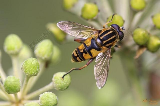 BUG 蜜蜂 宏 性质 关闭 昆虫