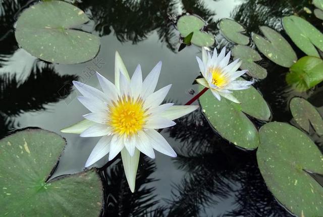 百合 水百合 白 柔毛睡莲相思 睡莲科 花 池 水 花的