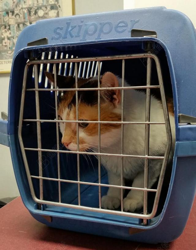 动物可爱小猫笼子背景图片