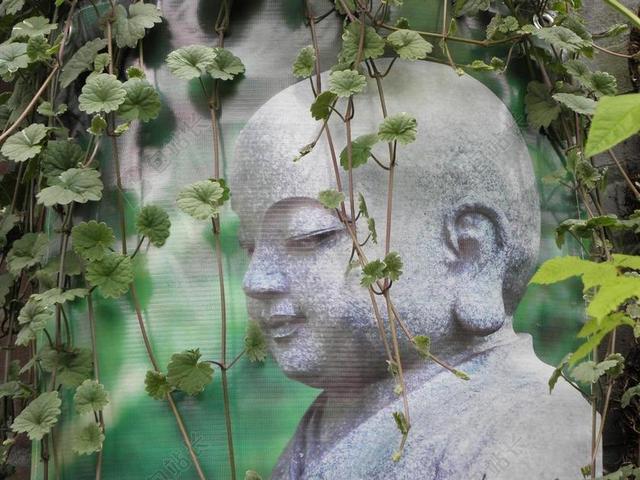佛 和尚 禅宗 放松 植物