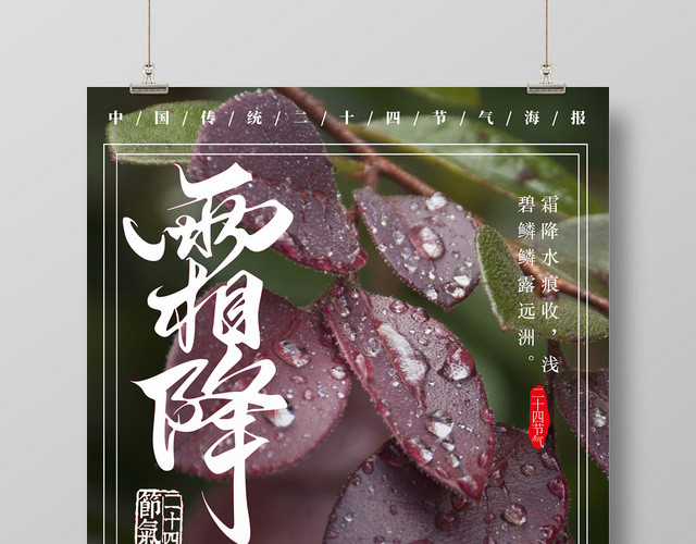 植物背景霜降露珠二十四节气海报