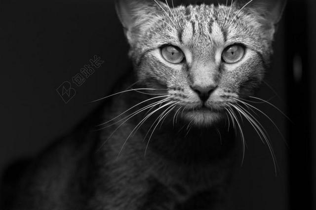 动物 猫 可爱 猫的 高清壁纸 宠物 晶须