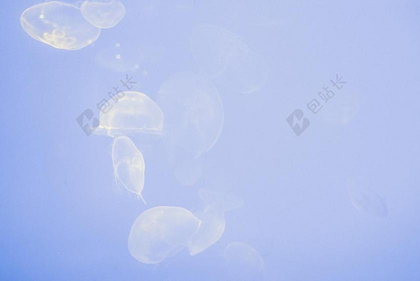 动物 浮动 水母 游泳 水下 水