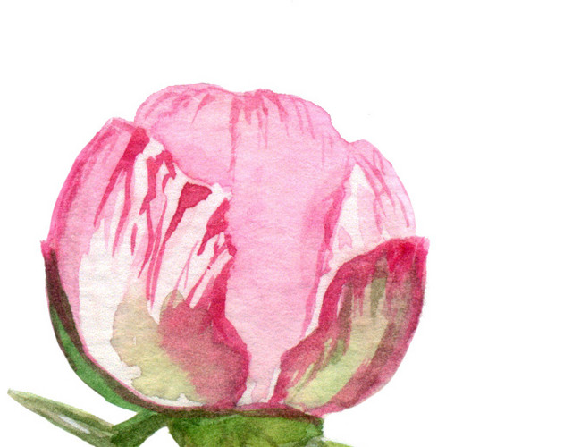 花朵素材