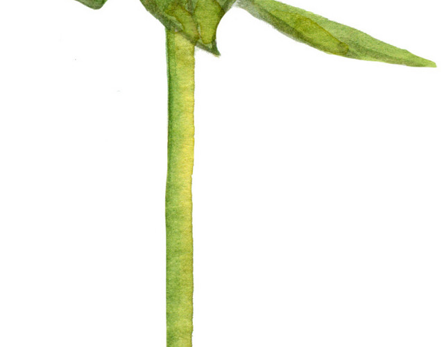 花朵素材