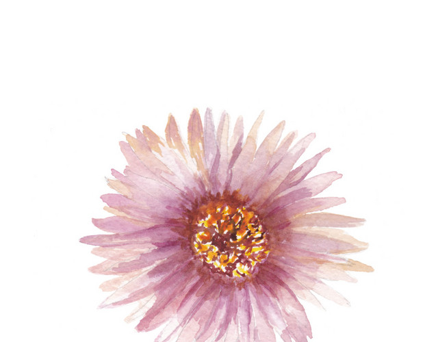 菊花素材