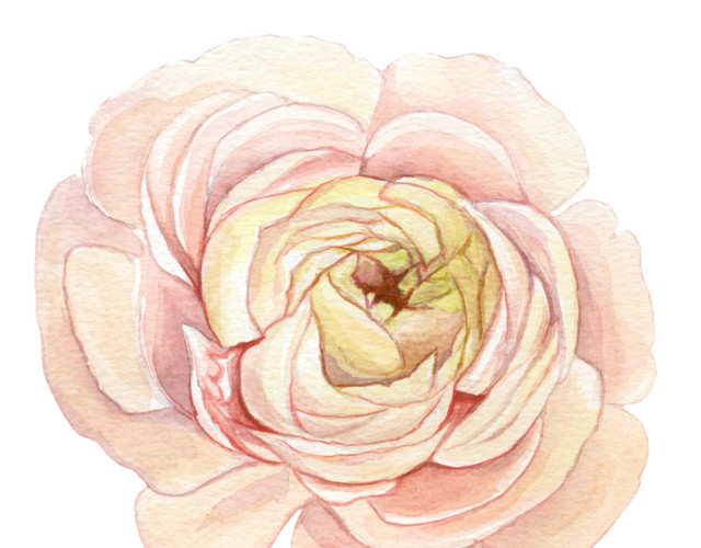 淡粉色鲜花手绘水彩插画