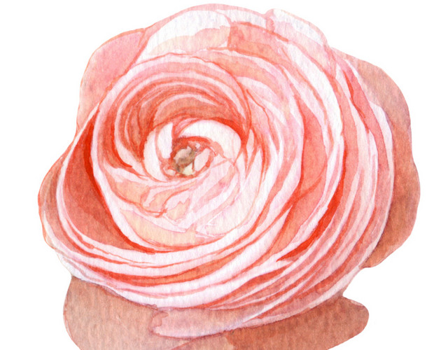 粉色花卉水彩手绘插画