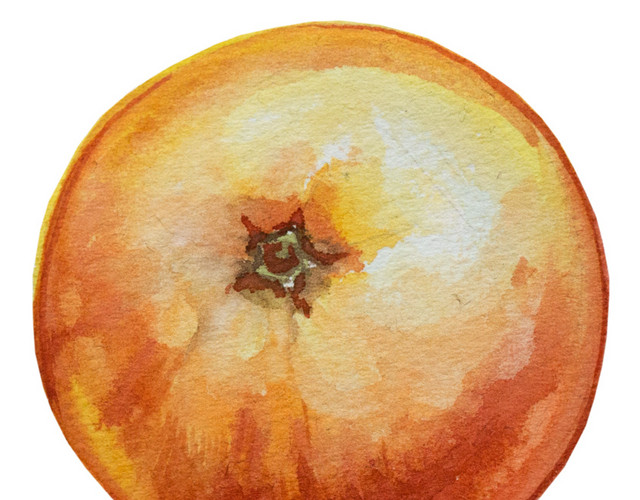 水彩手绘橙子插画