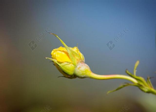 植物生长花朵季节背景图片
