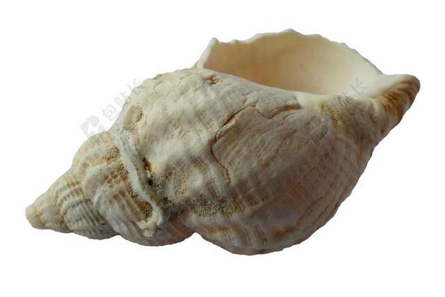 海 外壳 文蛤 海洋 海贝壳 海滩 沙 自然 软体动物