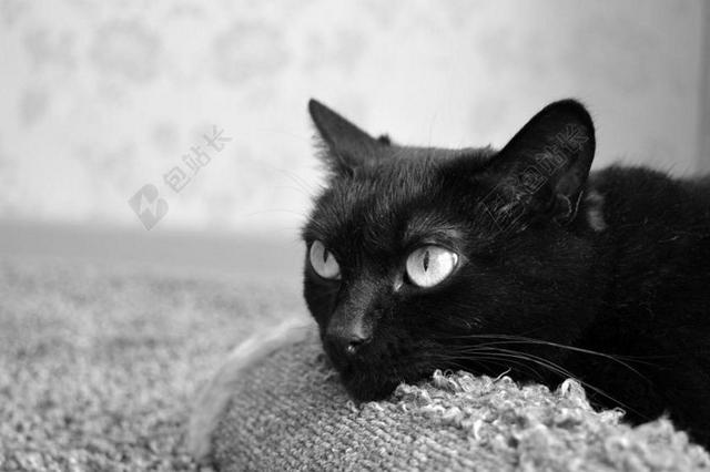 黑白动物地毯上的黑猫背景图片
