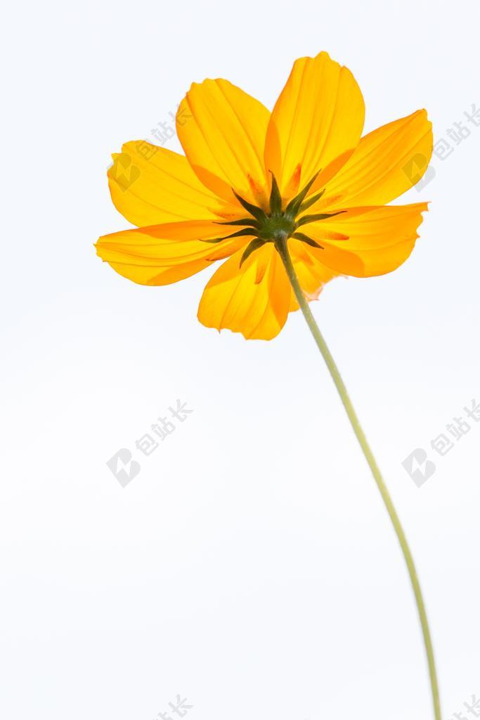 宇宙 鲜花 黄色 花瓣 一朵花