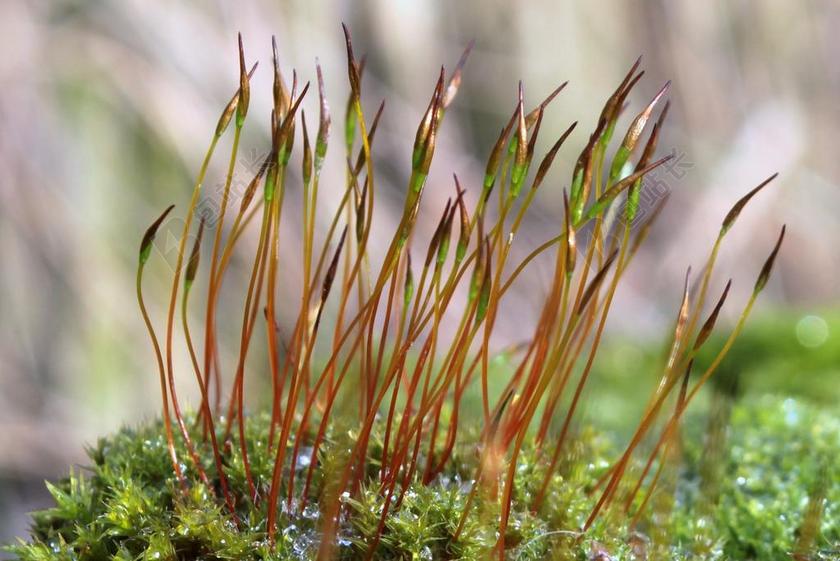 苔 墙上扶轮齿苔藓 刺叶墙藓 MURALIS 大步孢子胶囊 湿