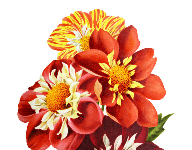 红色花簇素材