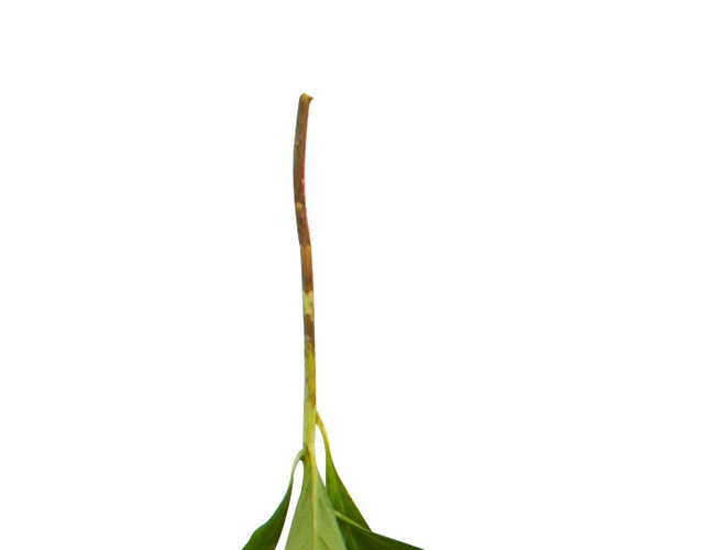 粉白色鲜花素材