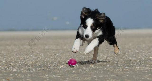广告清新边境牧羊犬追逐小球背景图片