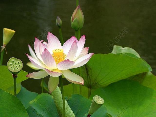 莲花 开花 植物 花 自然 盛开 花瓣 白 水 花园