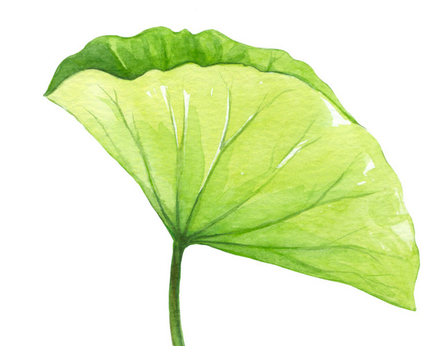卡通手绘荷叶素材