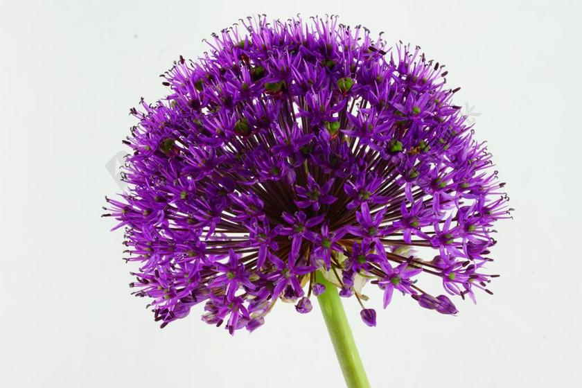 观赏葱 花 绿色 鲜花 厂 紫 性质 韭菜 球韭菜 韭菜花