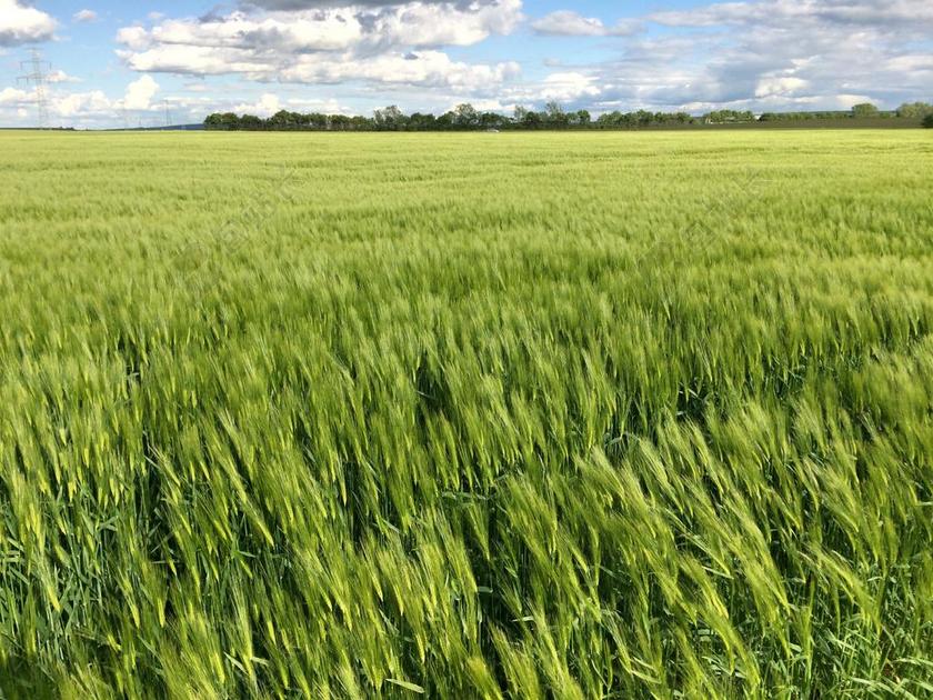 字段 绿色 穗 麦田 粮食