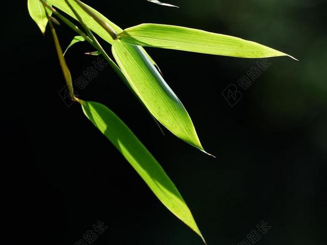 黑色背景绿叶背景图片