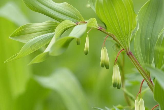玉竹 春天 鲜花 芽 自然 可食用的野生植物