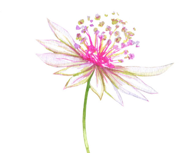 卡通手绘花朵素材