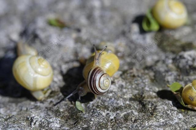 蜗牛 爬网 STEINIG 黄色 壳 慢慢地 软体动物 性质