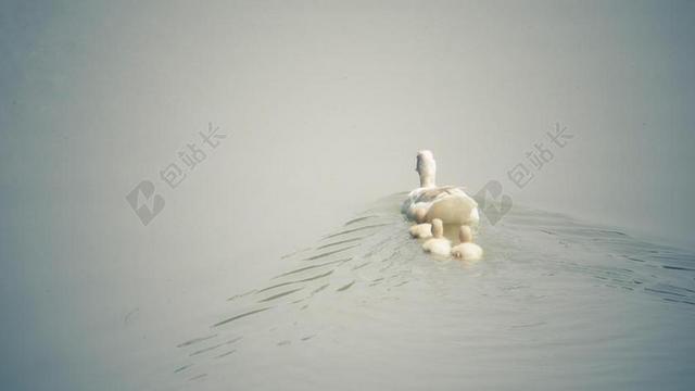 水禽饲养鸭子和妈妈背景图片