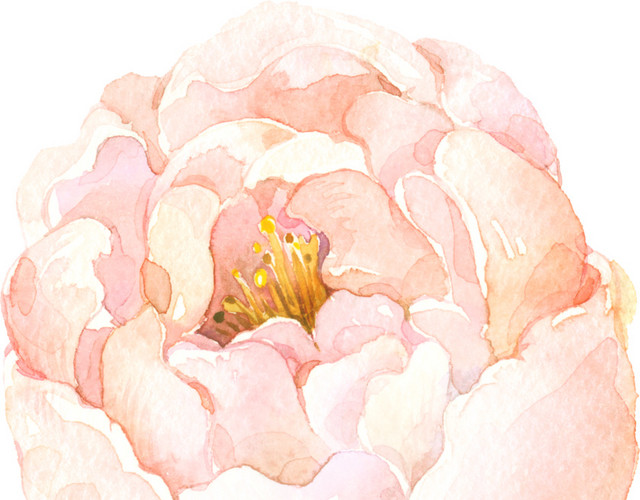 粉色手绘水彩花卉