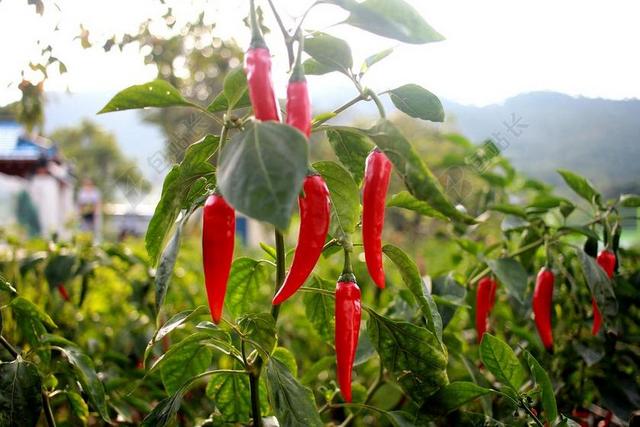 辣椒 蔬菜 花椒地