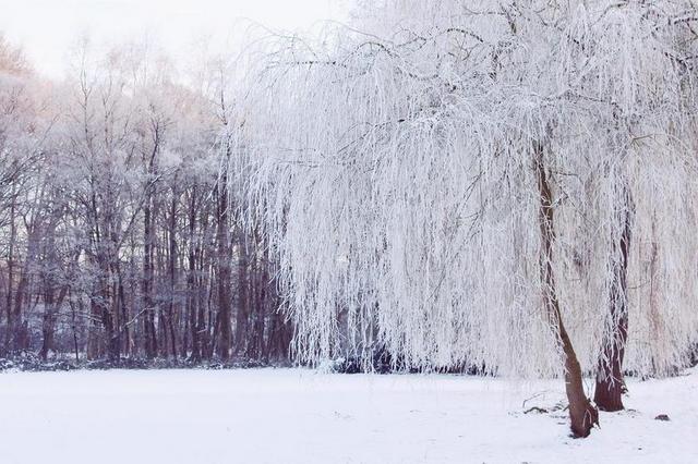 寒冬 冬天 景观 雪 冬季魔术 傍晚的天空 冷 冻结