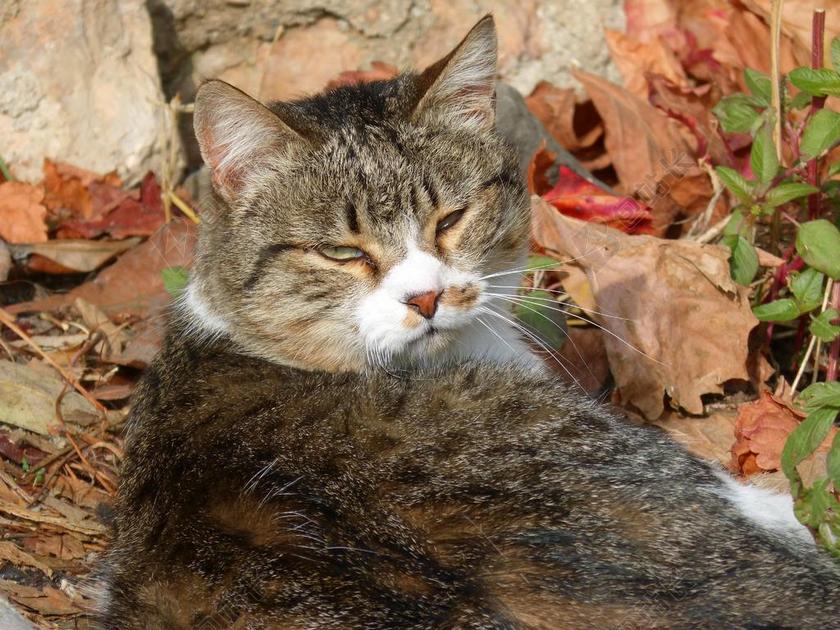 摄影简约草地上睡觉歪头的猫背景图片