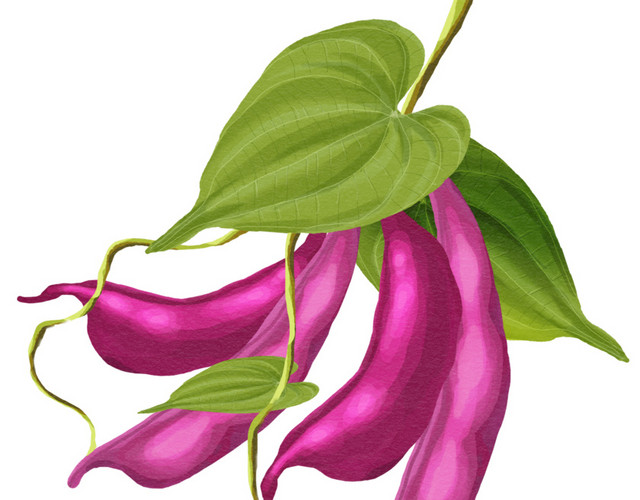 清新彩铅花