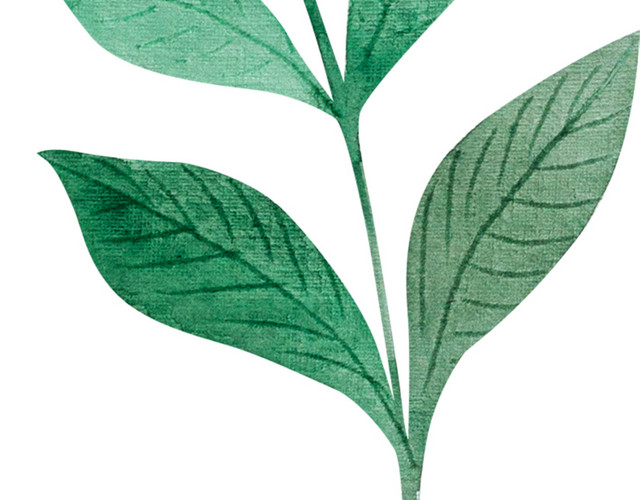 手绘彩铅花卉叶子