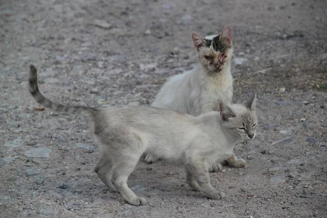 猫 街 生病 流浪猫 动物 弗利纳