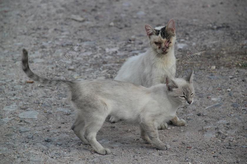 猫 街 生病 流浪猫 动物 弗利纳
