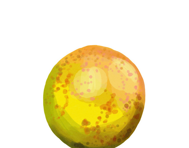 创意水果种子矢量图片