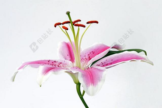 摄影清新百合开花背景图片