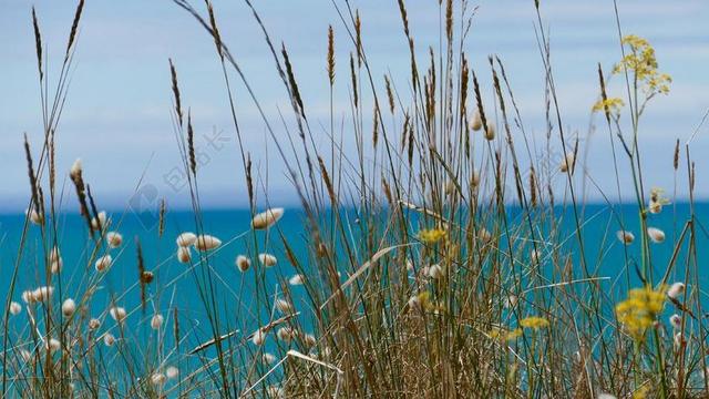 自然风景海边黄色的杂草背景图片