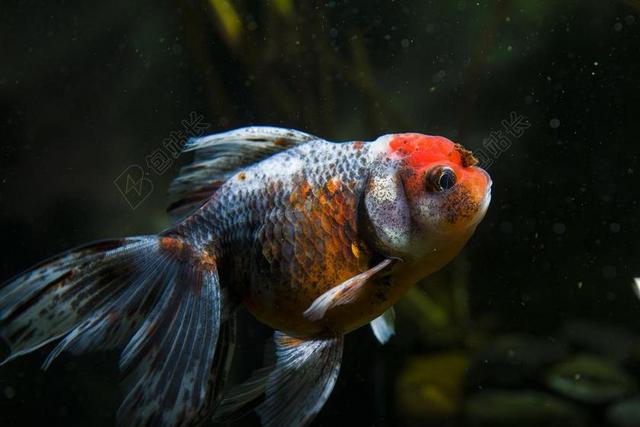 宠物 观赏鱼 金鱼 水族馆
