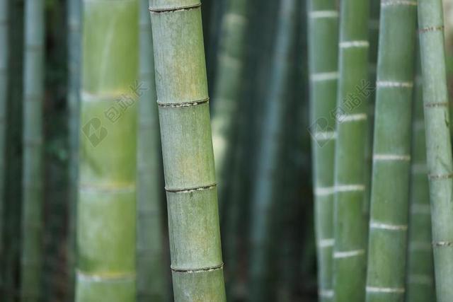 竹 森林 树干 草 植物 植被 特写 纹理 模式 自然