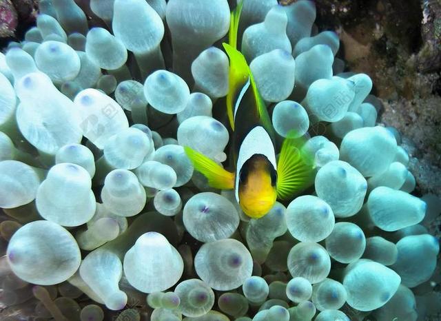 小丑鱼 银莲花 红海 海 水下 浸入式 鱼