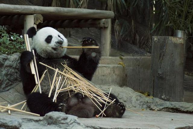 摄影清新熊猫吃竹子背景图片