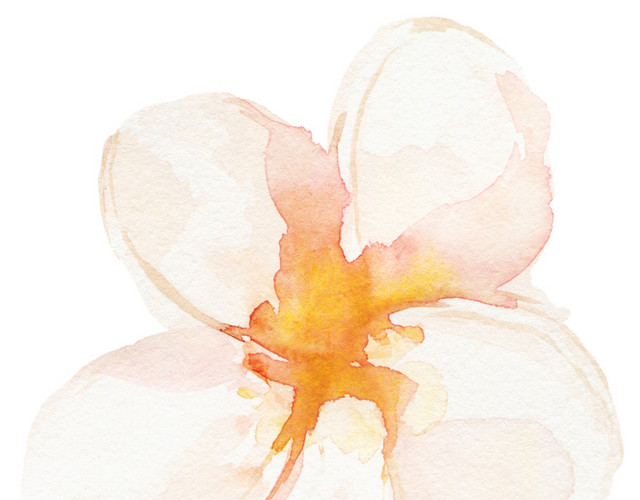 花瓣素材