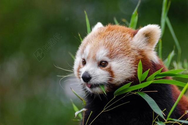 小熊猫 可爱 竹 哺乳动物 在声音的濒危 登山者