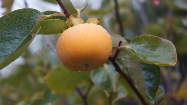 柿子 水果 黄 花园 生态学 新鲜 健康